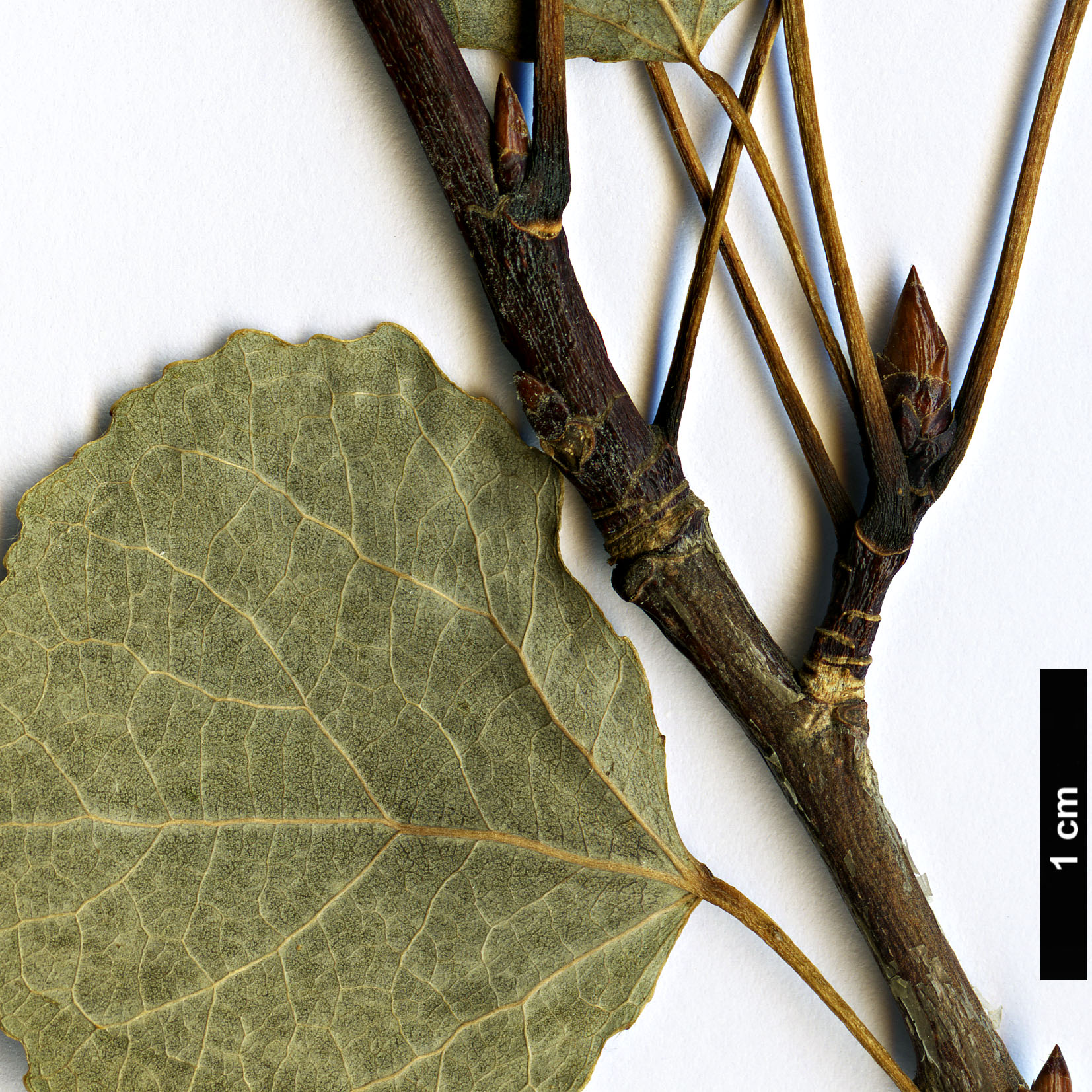 High resolution image: Family: Salicaceae - Genus: Populus - Taxon: ×wettsteinii (P.tremula × P.tremuloides)